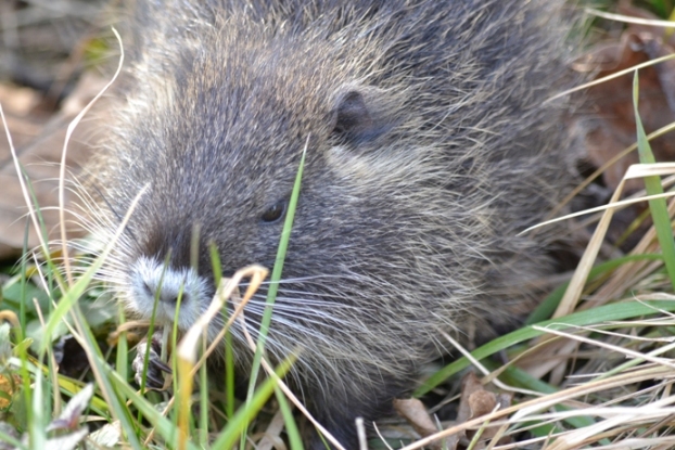 cuccioli di nutria... in gennaio